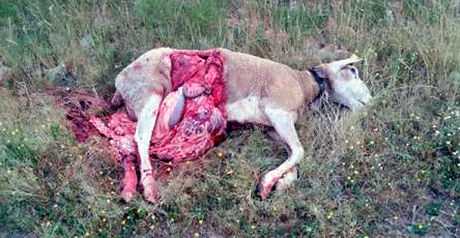 Un ataque de lobos en Zamora mata 14 ovejas, hiere a 26 y 70 desaparecen