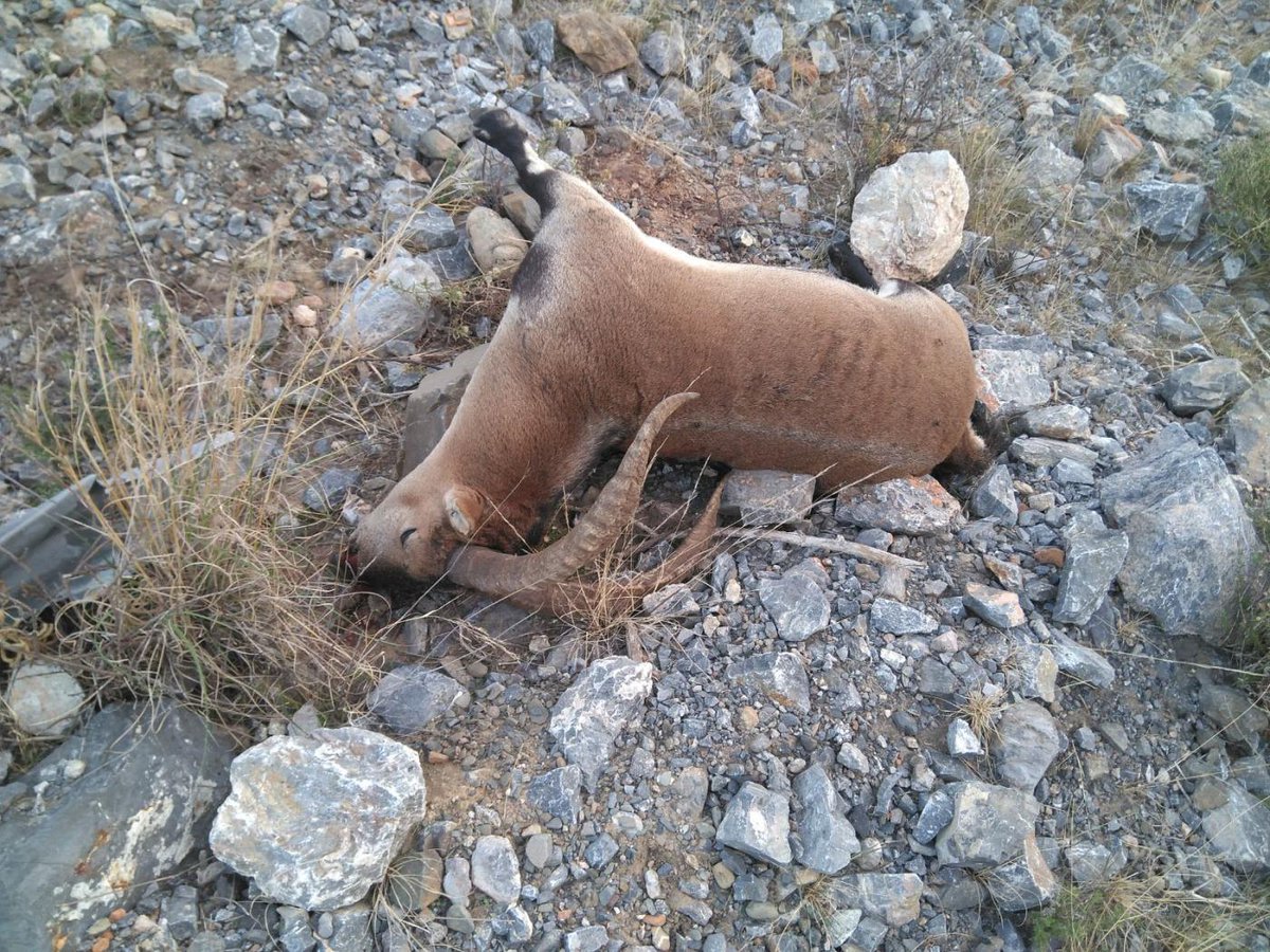 Alertan de la aparición de cabras monteses muertas en Churriana (Málaga)