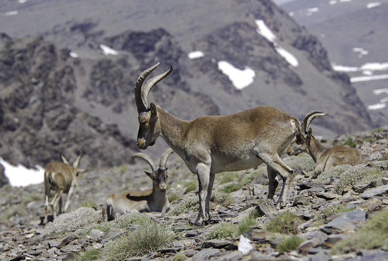 Investigan a un joven por vender falsas autorizaciones para cazar cabra montés en Sierra Nevada