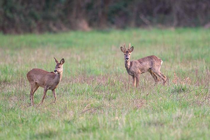 El nuevo decreto de la Junta de CyL tendrá que adaptar la caza a los periodos de reproducción de las especies