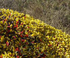 La Secretaría de Ambiente de la Provincia de Córdoba (Argentina) dictaminó que los palomeros tienen dos años para reemplazar su tradicional perdigón de plomo. 