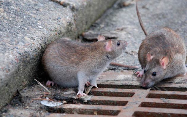 Firmas contra el "genocidio" de las ratas en París