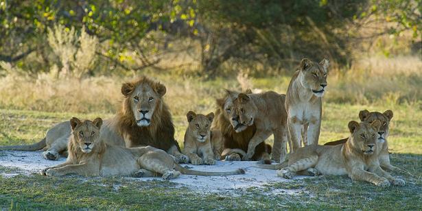 Una manada de leones devora a un furtivo en Suráfrica