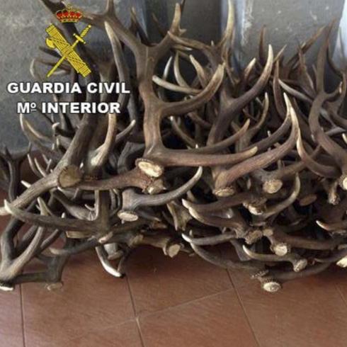 Sorprendido por la Guardia Civil con más de cien cuernas de ciervo