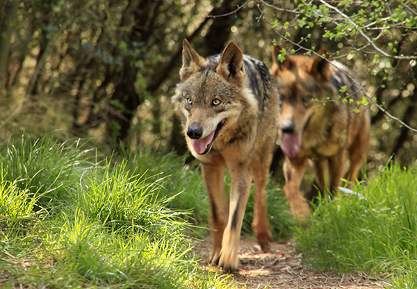 La Junta reconoce que los ataques de lobo no bajan y pide medidas a la Unión Europea