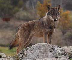 El lobo ibérico, a la Comisión Europea