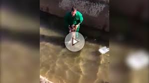 Difunden el vídeo de extrema crueldad en el que un individuo ahoga a un jabalí sin piedad