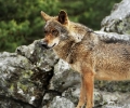 Fundación Artemisan pide a Teresa Ribera que retire al lobo del LESPRE tras la propuesta de la Comisión Europea