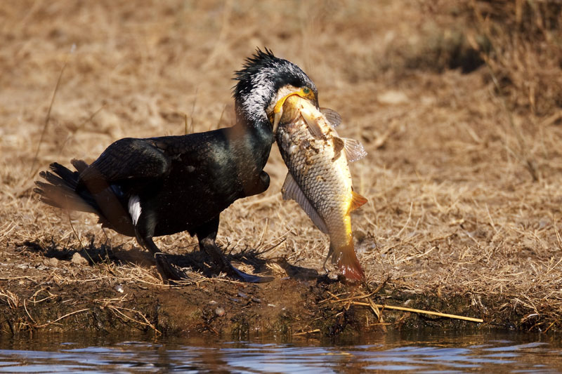 Pescadores quieren eliminar más cormoranes de los ríos para proteger poblaciones de salmón y trucha