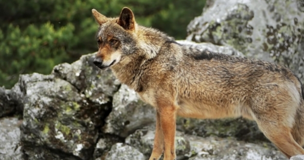 Fundación Artemisan insta al Gobierno de España a tomar medidas ante el aumento de ataques de lobo al ganado