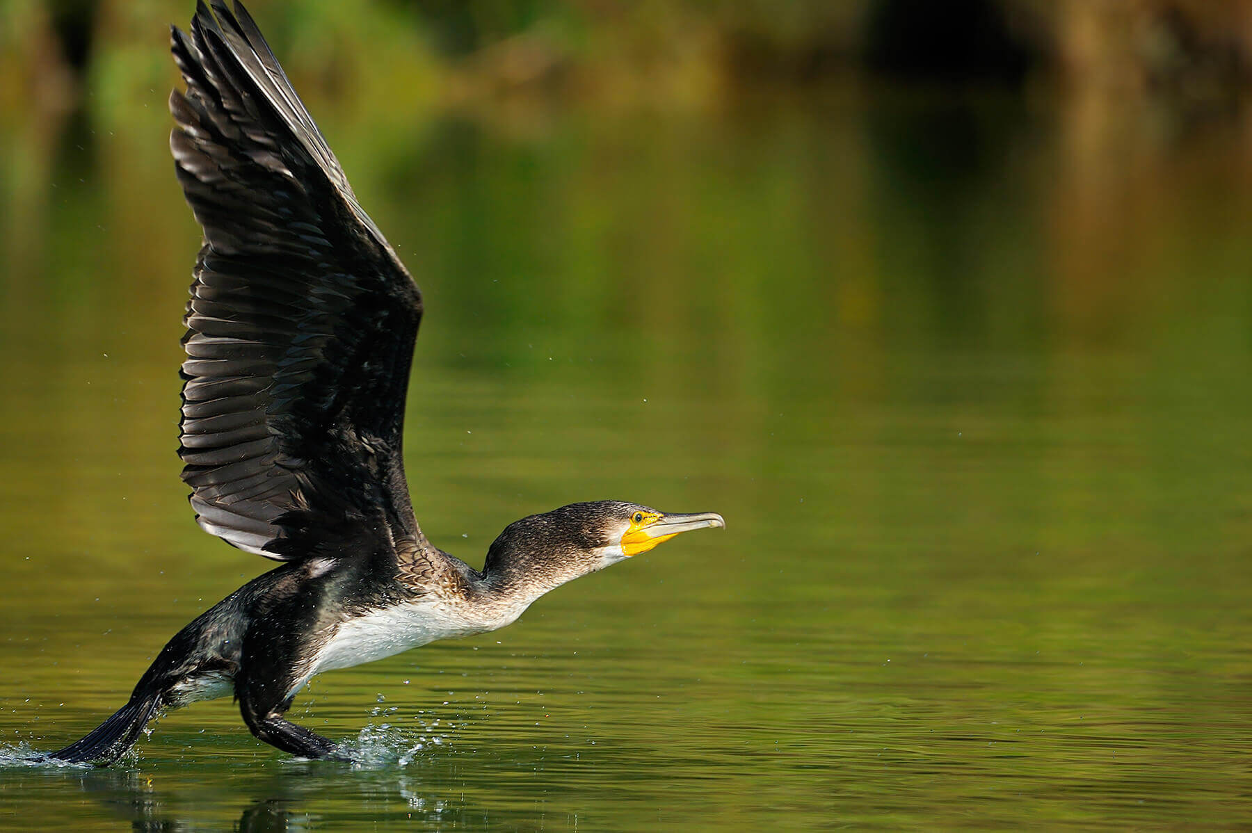 Más de 8.000 pescadores gallegos y asturianos urgen medidas para controlar los cormoranes grandes