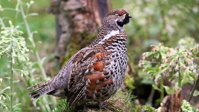 España, Francia y Andorra inician en Pirineos la reintroducción del grévol, una especie de ave extinta