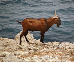 La RFEC y la Federación Balear consideran un ataque al mundo rural la aprobación de la Ley de Regulación de las Corridas de Toros y Protección de los Animales de Baleares