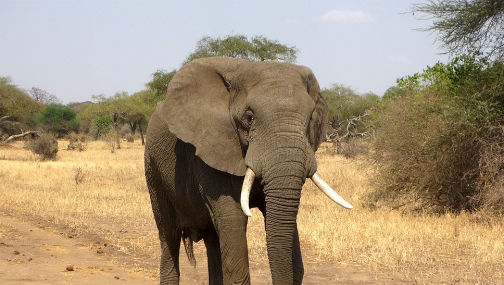 Trump retrasa su decisión de levantar la prohibición a importar trofeos de elefantes cazados