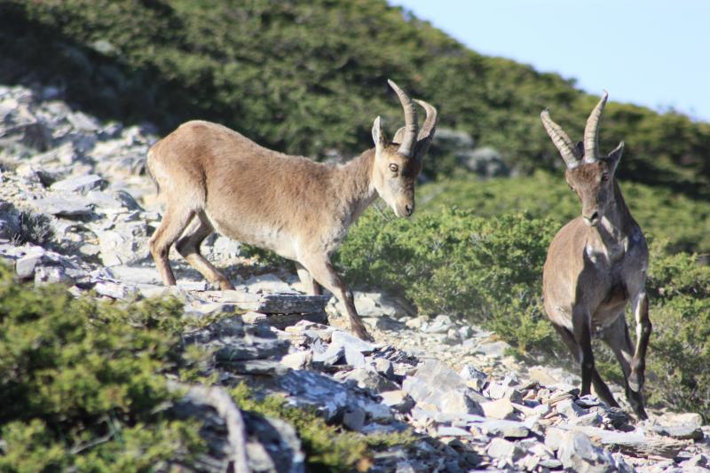 Andalucía amplía el área de emergencia cinegética para controlar la sarna sarcóptica en cabra montés