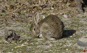 Denuncian daños ocasionados por los conejos en cultivos de Tierra de Barros