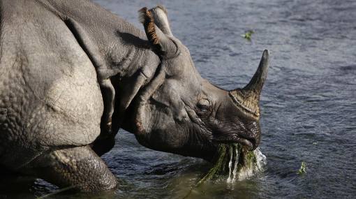 Sudáfrica: aumenta caza ilegal de rinocerontes por sus cuernos 