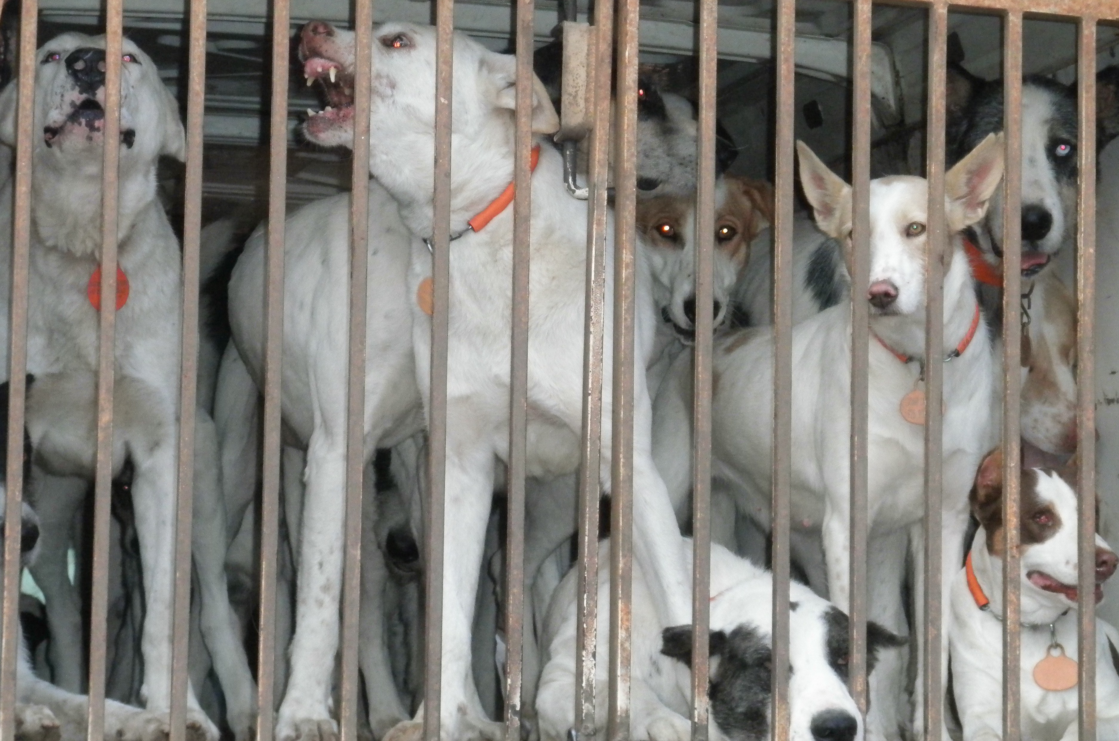 Investigan a un hombre por dejar abandonados 31 perros, de los que murieron 23